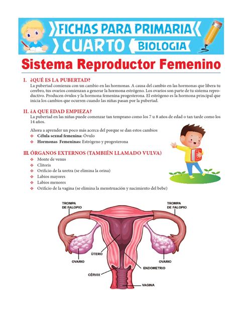 Sistema Reproductor Femenino Para Cuarto De Primaria Vagina Sistema