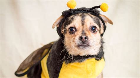 What To Do If Your Dog Gets Stung By A Bee Happy Puppy Tips