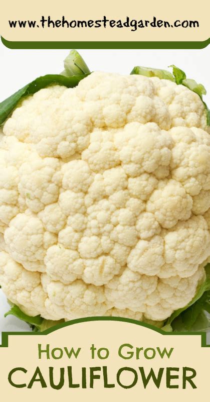 How To Grow Cauliflower The Homestead Garden The