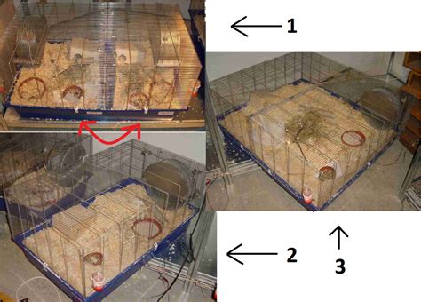 The Best Hamster Cage Size How Big Should It Be Pethelpful