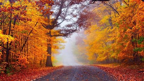 Foggy Forest Road In Autumn