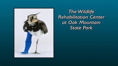 Oak Mountain Wildlife Center Pbs Learningmedia