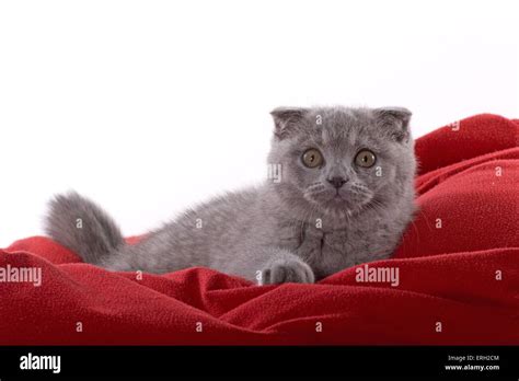 Scottish Fold Kitten Stock Photo Alamy