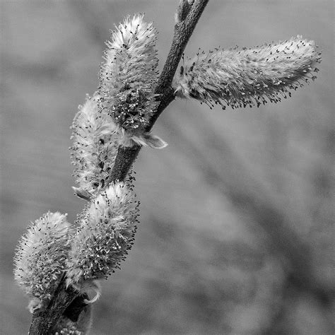 pussy willow george burns flickr