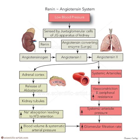Renin Angiotensin System Illustration Scientific