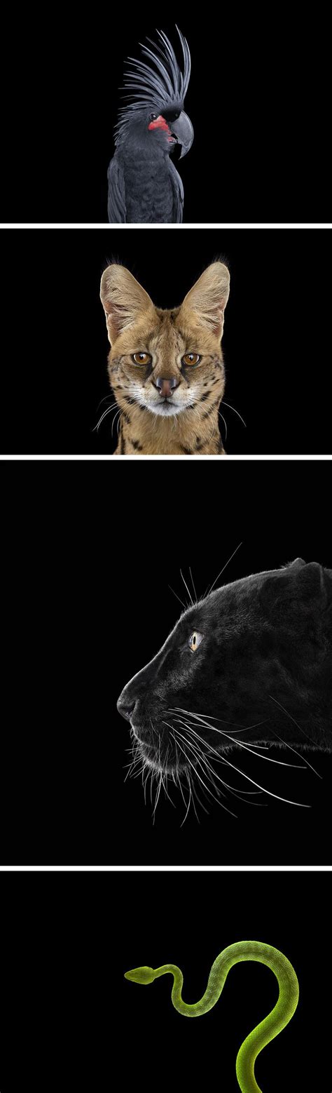 Affinity Compelling Studio Portraits Of Animals Photographed Against A