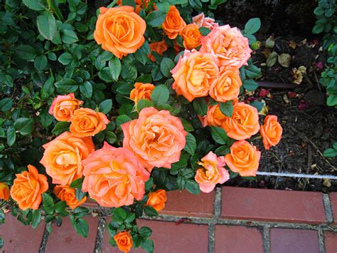 Amber Sunblaze Miniature Rose For Sale Online The Tree Center