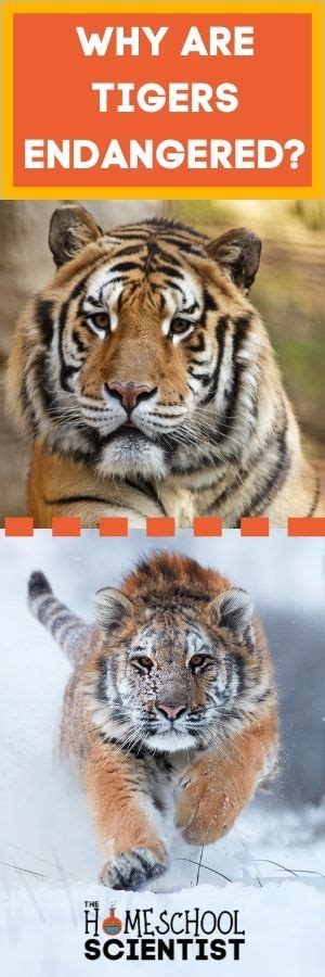 Why Are Tigers Endangered And What Can Be Done To Help In 2023
