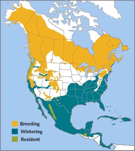 Yellow Rumped Warbler American Bird Conservancy