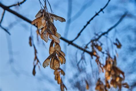 Detail Of Boomerang Plant Seeds In Fall Against Soft Blue Sky Stock