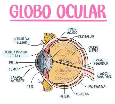 Paula Parra No Instagram Anatomía Del Globo Ocular ——————————————