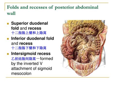 Ppt The Peritoneum 腹膜 Powerpoint Presentation Id746252