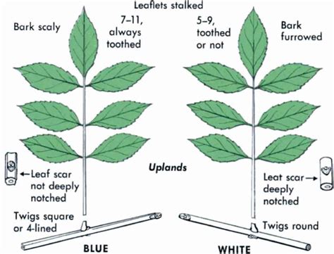 For a more detailed description of its tasks, see the information leaflet nits mkvk, which can be obtained from the icwc. Broadleaved Plants with Opposite Compound Leaves - Small Tree