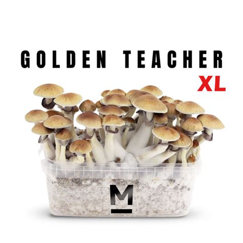 Buy Magic Mushroom Grow Kit Golden Teacher Xl By Mondo® Magic Truffles Shop