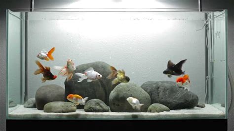 Beautiful Goldfish Aquariums