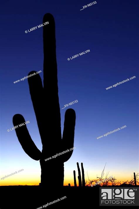 Sunset With Silhouetted Saguaro Cactus In Saguaro National Park Stock