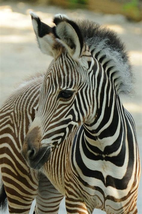 First Female Foal A Baby Grevys Zebra For Cincinnati Zoo