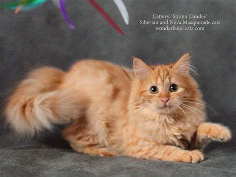 33 Orange Siberian Cat Colors Furry Kittens