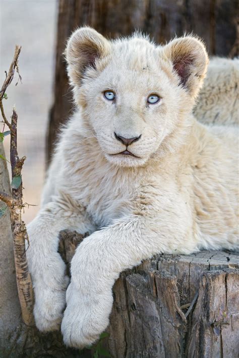 Adorable Posing White Lion Cub A White Lion Cub Posing Pre Flickr