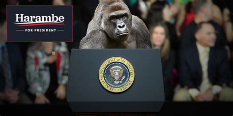 Over 11,000 people voted for harambe. Harambe, A Dead Gorilla, Got Over 15,000 Votes For ...