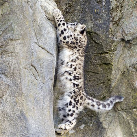 Climbing Snow Leopard Cub She Was Climbing The Rock It Wa Flickr