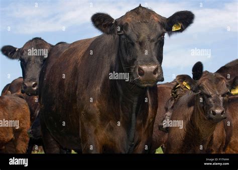 Herd Of Aberdeen Angus Beef Cattlefarmed For Its Meat For Fooda Uk
