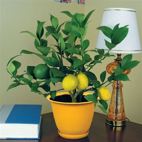 Citron (citrus medica) and kumquat (fortunella species) can also be grown indoors. Indoor Citrus Trees And Feng Shui | Feng Shui Garden | The ...