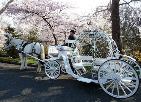 Dream Horse Carriage Company White Horse And Cinderella Carriage For