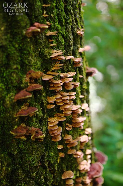 Fungus On Tree Ozark Land Trust