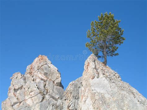 Lonely Pine Tree Stock Photo Image Of Spike Climb Alps 44537272
