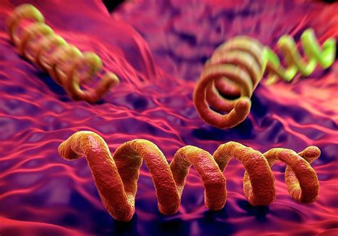 Treponema Pallidum Syphilis Bacterium Photograph By Science Artwork