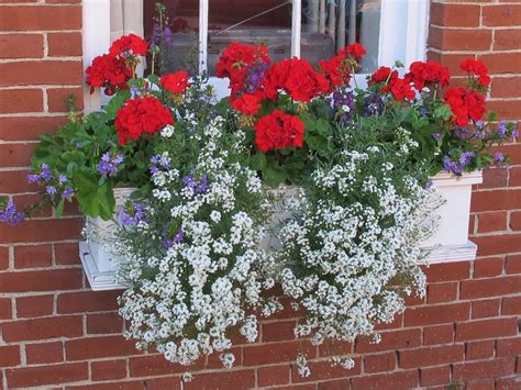 Window Box Window Box Flowers Container Flowers Porch Flowers