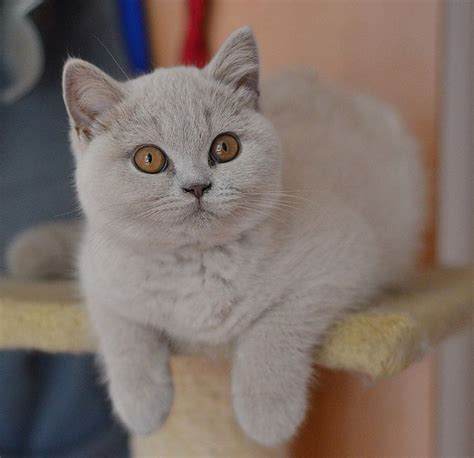 221 Best Images About British Shorthairs On Pinterest