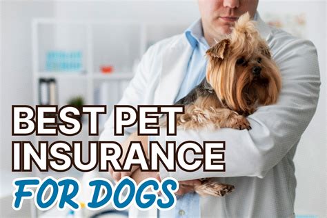 Who Has The Best Pet Insurance For Dogs