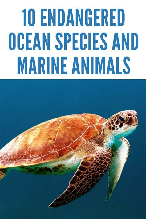 10 Endangered Ocean Species And Marine Animals Marine Animals