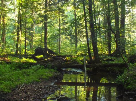 Allegheny National Forest Has An Ancient Forest In Pennsylvania Thats