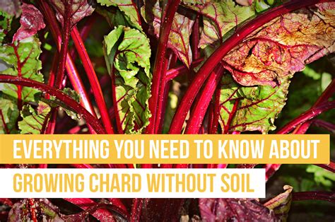 Oh thank god,i need to know if it will kep growing though. Everything You Need to Know About Growing Chard Without ...