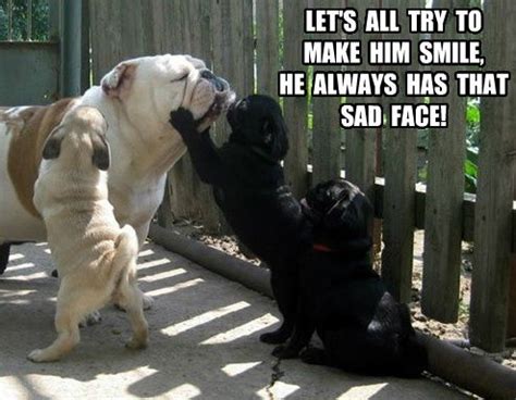 Maybe you would like to learn more about one of these? 14 Best English Bulldog Memes of All Time