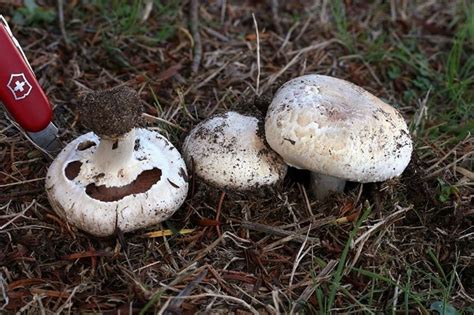 È meglio usare patate della stessa dimensione, con una superficie liscia, in modo che sia più facile tagliarle a cerchi. funghi sull'erba a zolla - Domande e Risposte