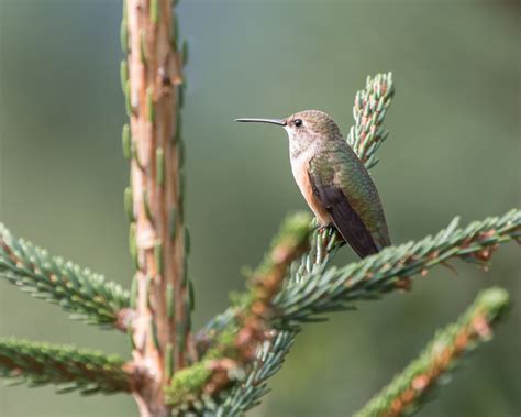 You would probably need to use google or another search engine to find one in your area. Hummingbirds | Backyard Bird Shop