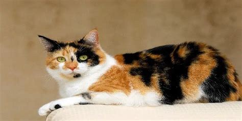 Can Calico Cats Get Pregnant Poultry Care Sunday