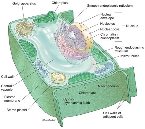 Plant Cell Structure Carlson Stock Art