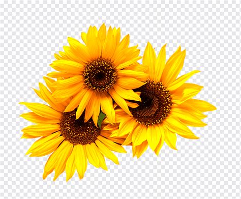 Kh M Ph H Nh Nh Transparent Background Sunflower Png