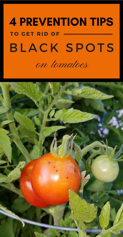 4 Prevention Tips To Get Rid Of Black Spots On Tomatoes 101gardentips