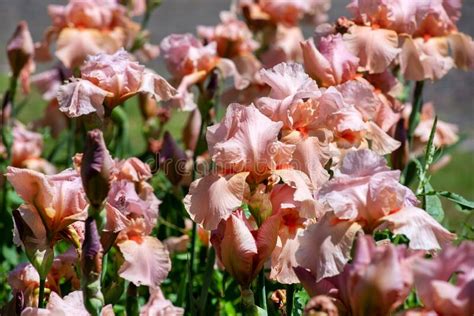 Close Up On Delicate Pink Iris Flowers In Spring Stock Photo Image Of