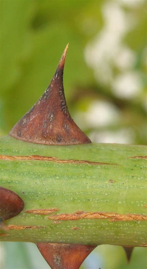 Encountering these pesky, hooked daggers, some up to an inch long, results in anything from a minor annoyance to a. Serious rose thorns | Some serious rose thorns (about 1 cm ...