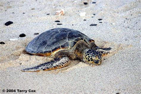 Green Sea Turtle Chelonia Mydas