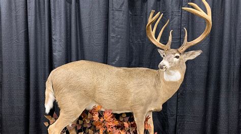 The Largest Typical Buck Ever Taken In The Us Redneck Blinds