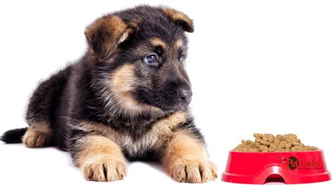 Top 10 Best Dog Food For German Shepherd 2019 Petguides