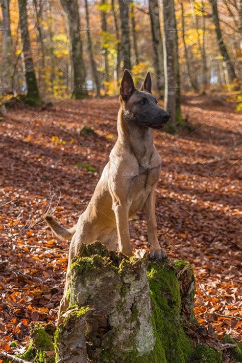 Belgian Malinois Dog Autumn High Quality Animal Stock Photos